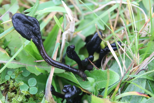 Glutinoglossum glutinosum observed 2025-11-02
