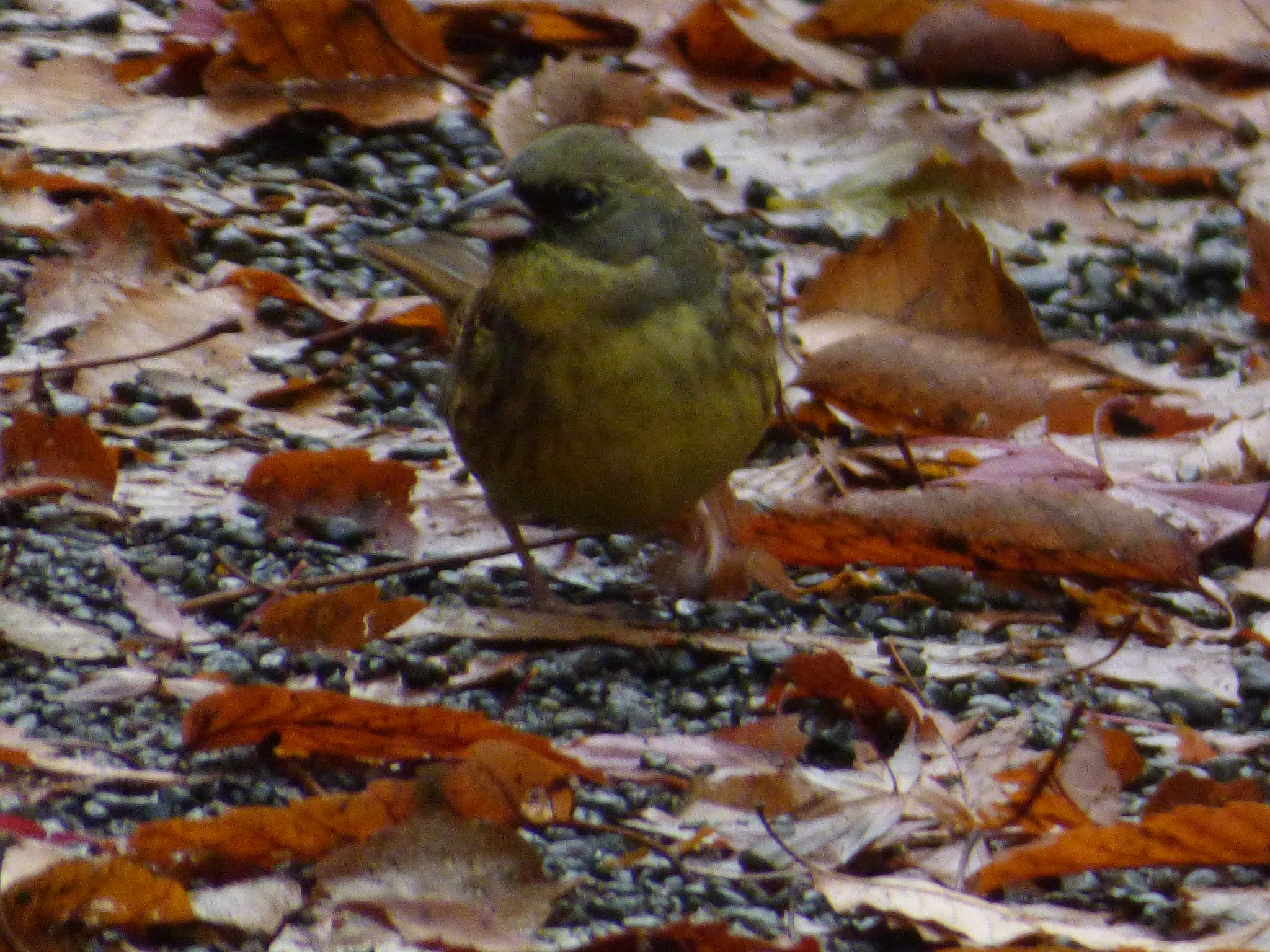 Masked Bunting