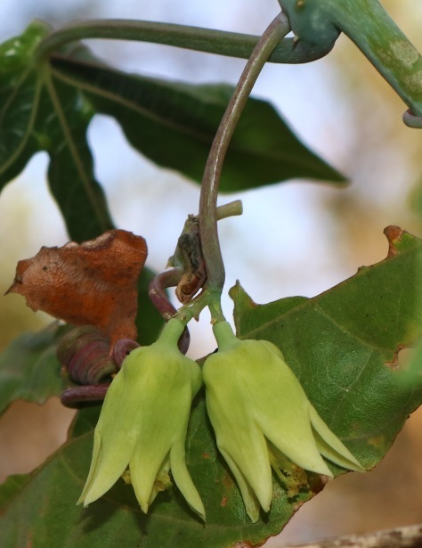 Adenia hondala