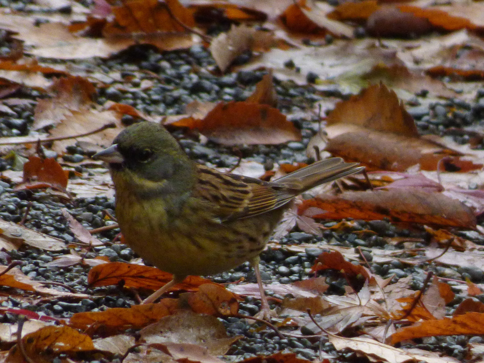 Masked Bunting