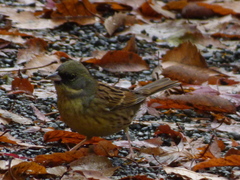 Emberiza personata