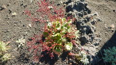 Micranthes purpurascens