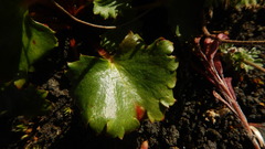 Micranthes purpurascens