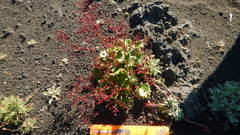 Micranthes purpurascens