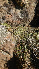 Cassiope lycopodioides