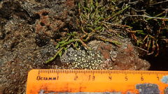 Cassiope lycopodioides