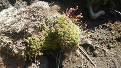 Saxifraga bronchialis funstonii
