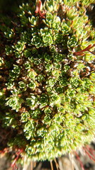 Saxifraga bronchialis funstonii