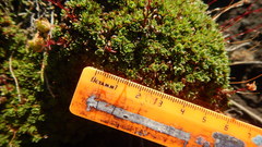 Saxifraga bronchialis funstonii