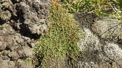 Cassiope lycopodioides