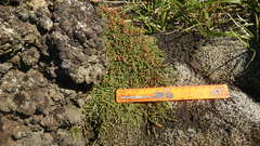 Cassiope lycopodioides