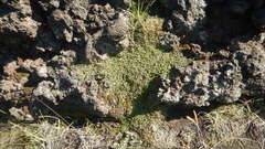 Cassiope lycopodioides