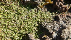 Cassiope lycopodioides