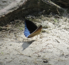 Tanaecia iapis puseda