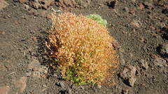Saxifraga bronchialis funstonii