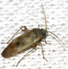 Megalocoleus molliculus