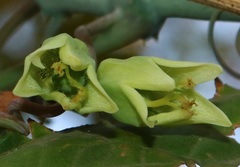 Adenia hondala