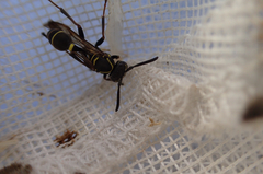 Mischocyttarus pallidipectus