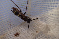 Mischocyttarus pallidipectus