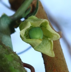Adenia hondala
