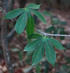 Adenia hondala