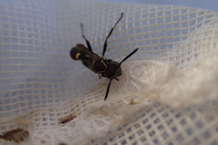 Mischocyttarus pallidipectus