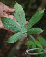 Adenia hondala