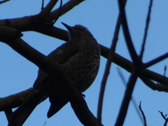 Hypsipetes amaurotis