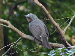 Hypsipetes amaurotis