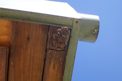 Mischocyttarus pallidipectus