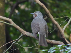 Hypsipetes amaurotis