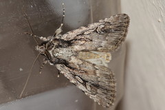 Dichagyris signifera