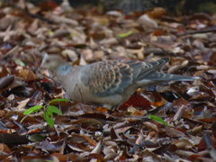 Streptopelia orientalis