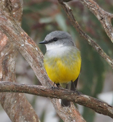 Eopsaltria griseogularis
