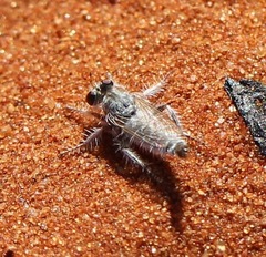 Asilidae