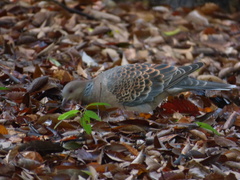 Streptopelia orientalis