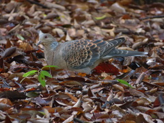 Streptopelia orientalis