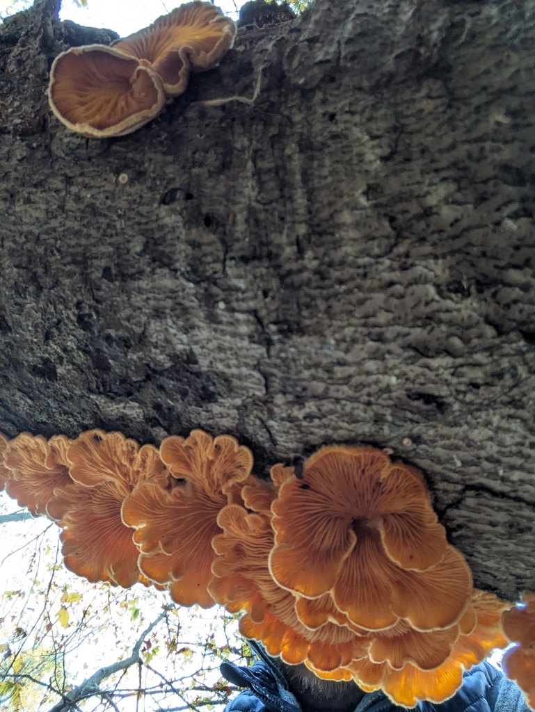 Phyllotopsis nidulans · November 2025 · photo: © dentalflossbay (iNaturalist, cc-by)
