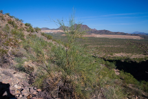 Crucifixion thorn (Canotia holacantha)