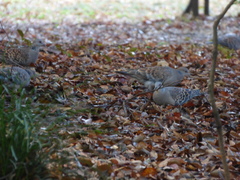 Streptopelia orientalis