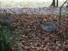Streptopelia orientalis