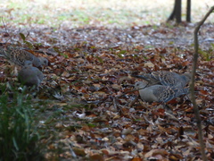 Streptopelia orientalis