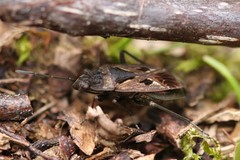 Rhyparochromus
