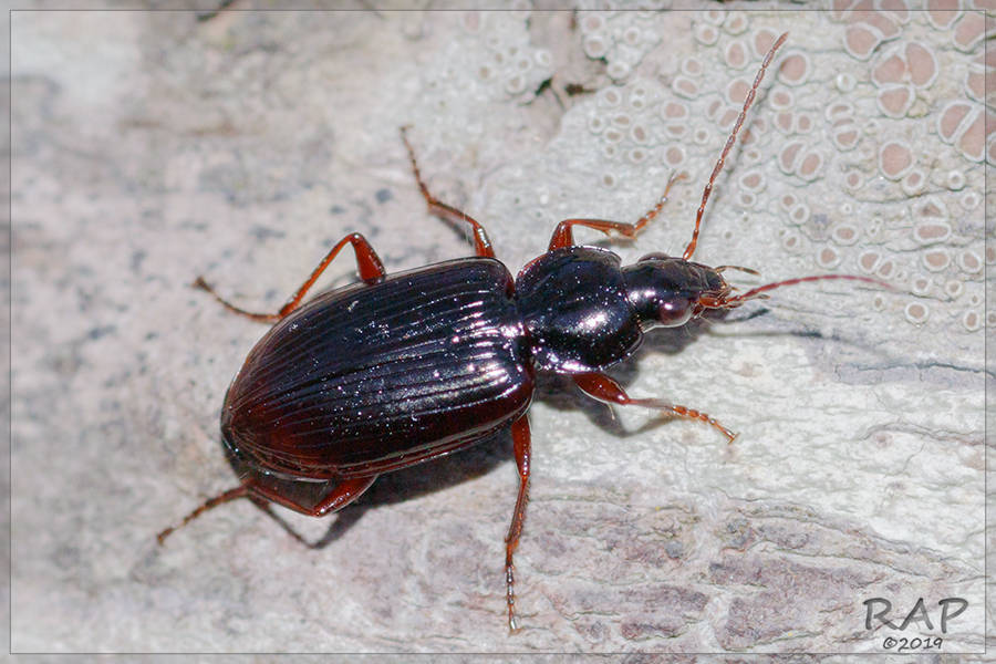 Incagonum
