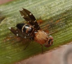 Actocetor decemugttatus