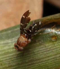 Actocetor decemugttatus