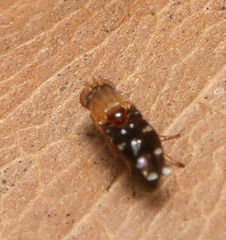 Actocetor decemugttatus