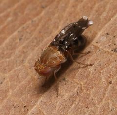 Actocetor decemugttatus