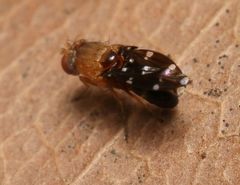 Actocetor decemugttatus