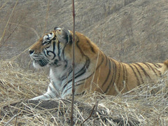 Panthera tigris altaica